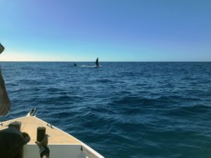 Observation des baleines Madagascar