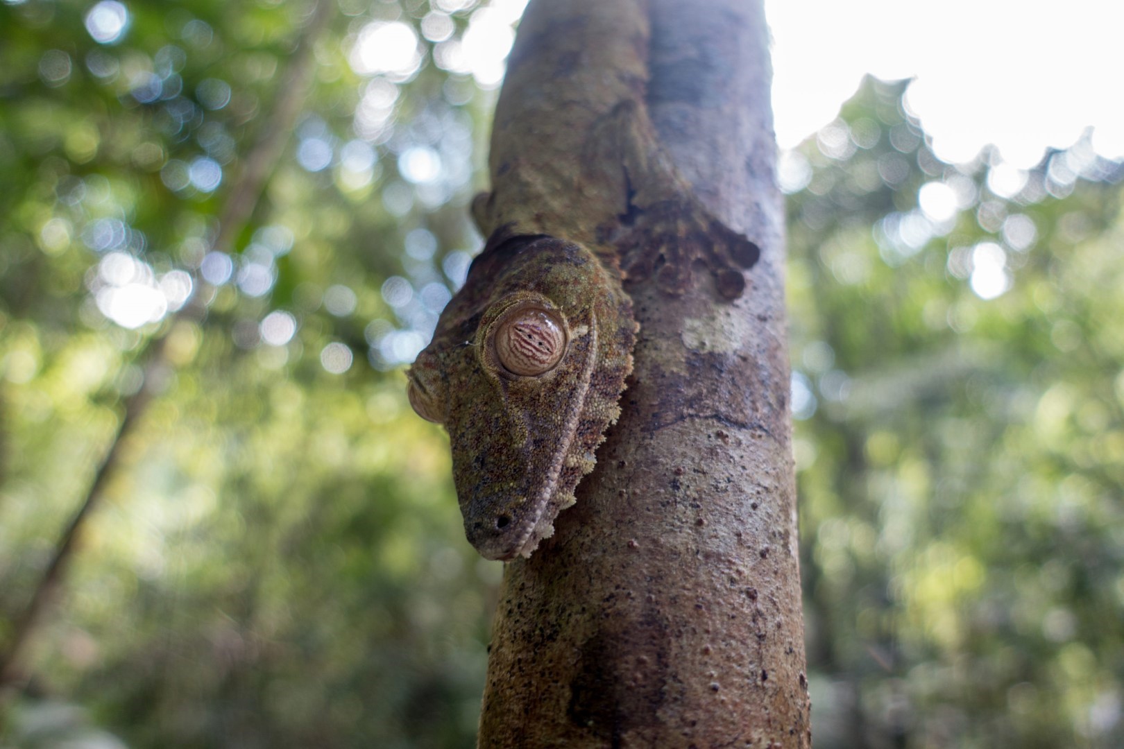 Reptile forêt de Madagascar