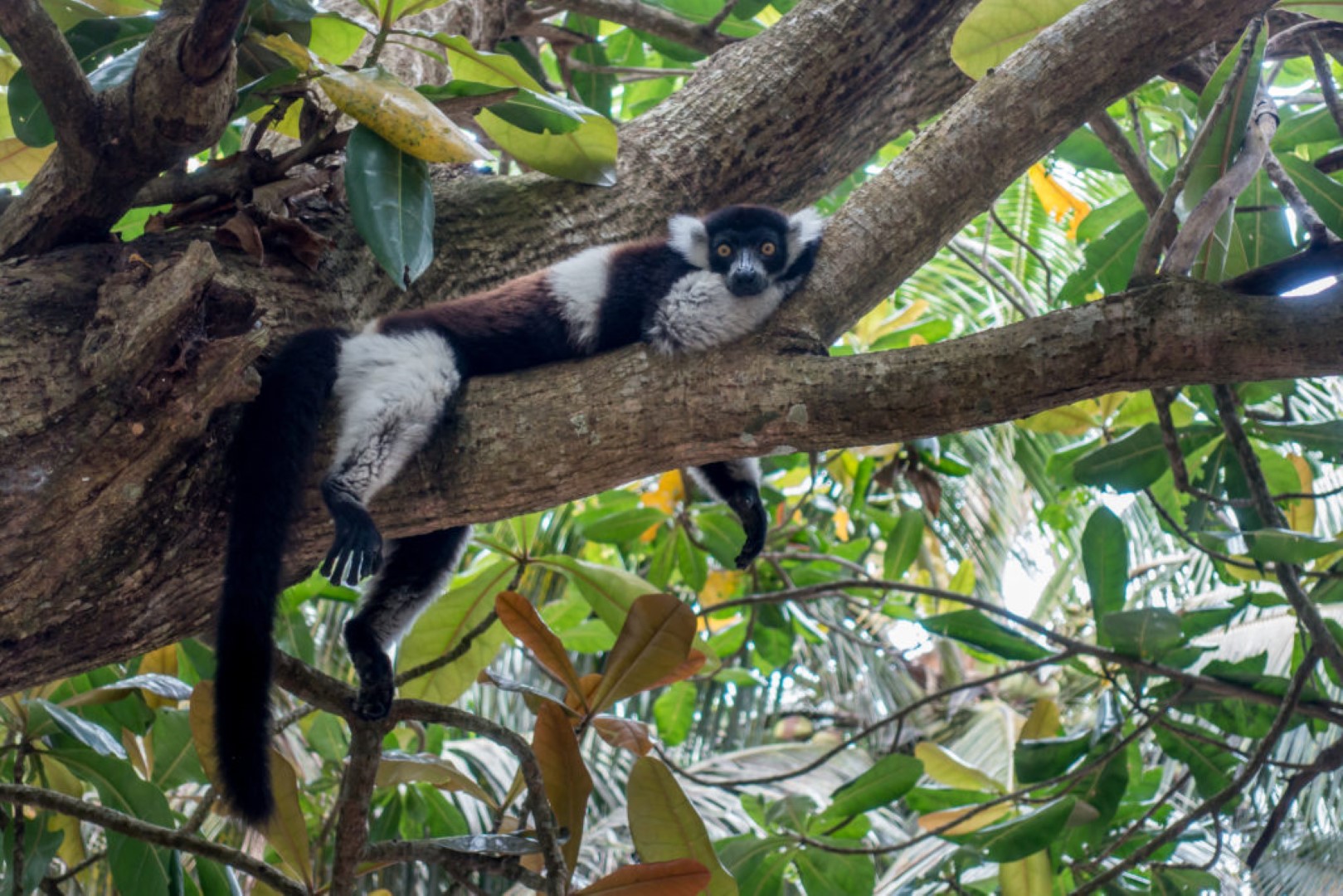 Lémurien de Madagascar