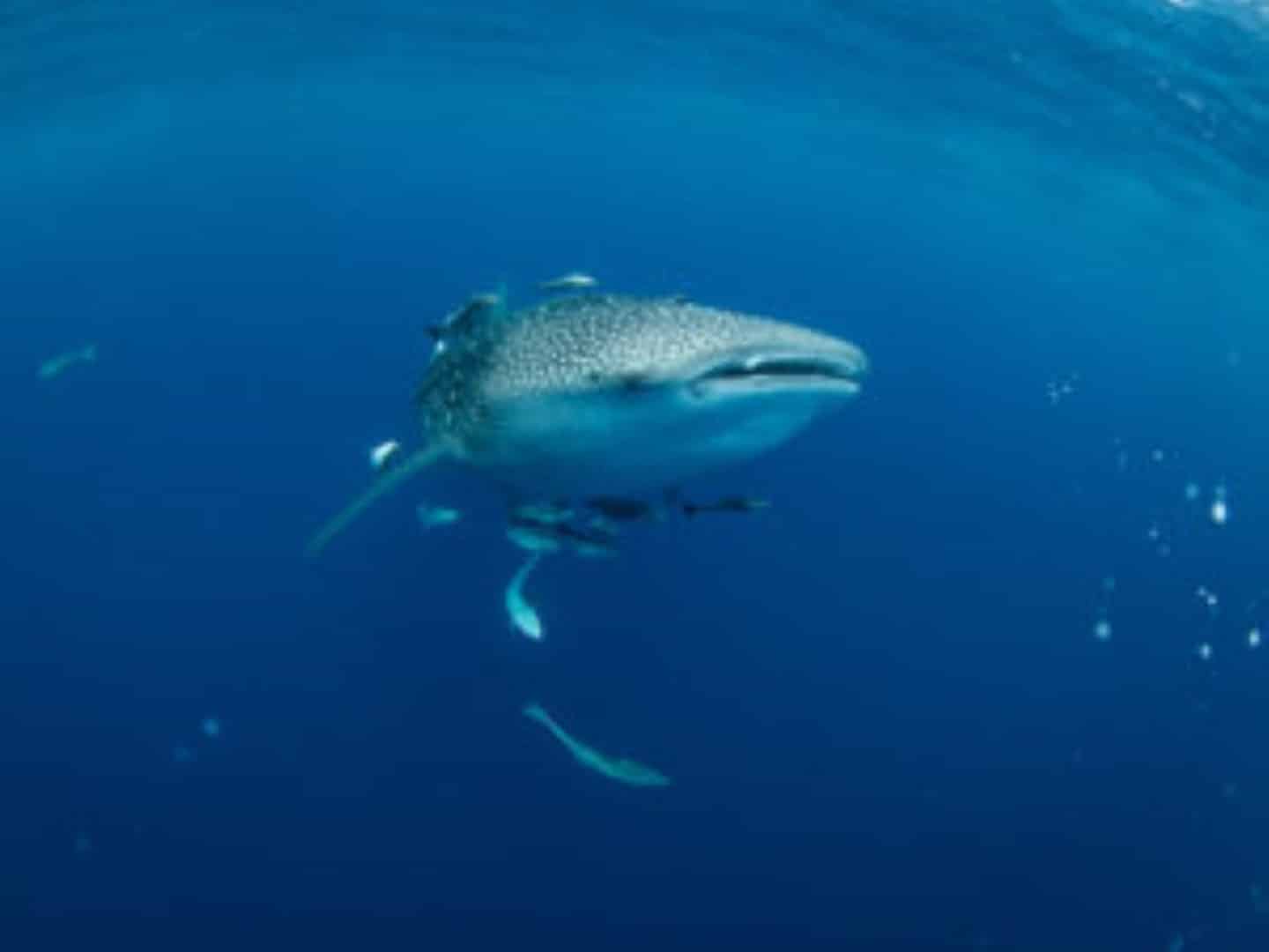 requin-baleine nosy be