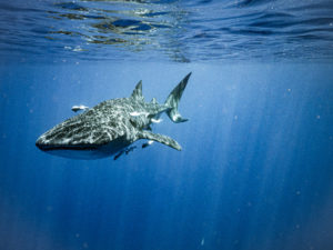 requin-baleine madagascar